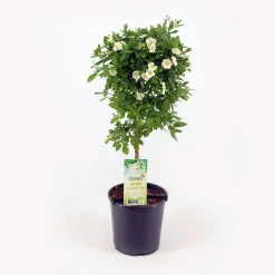 Kübelpflanze Hochstamm H ca 75 cm 19 cm Topf