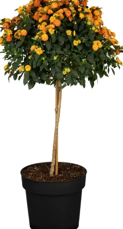 Kübelpflanze Hochstamm H ca 75 cm 19 cm Topf