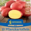 Kiepenkerl Bio Pflanzkartoffel Laura 10 Stück