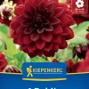 Kiepenkerl Frühjahrsblumenzwiebel Seerosen-Dahlie Arabian Night 1 Stück