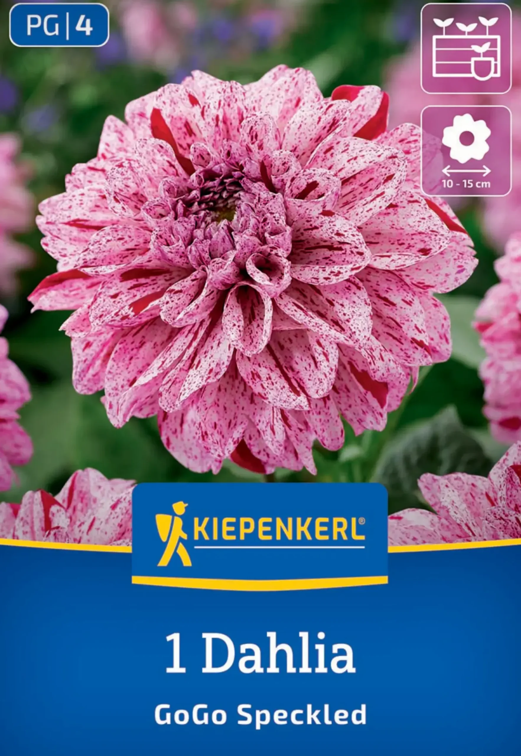 Kiepenkerl Frühjahrsblumenzwiebel Beet- & Kübel-Dahlie Go Go Speckled 1 Stück