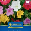 Kiepenkerl Frühjahrsblumenzwiebel Wunderblume 3 Stück