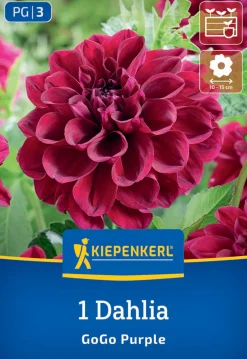 Kiepenkerl Frühjahrsblumenzwiebel Beet- & Kübel-Dahlie Go Go Purple 1 Stück