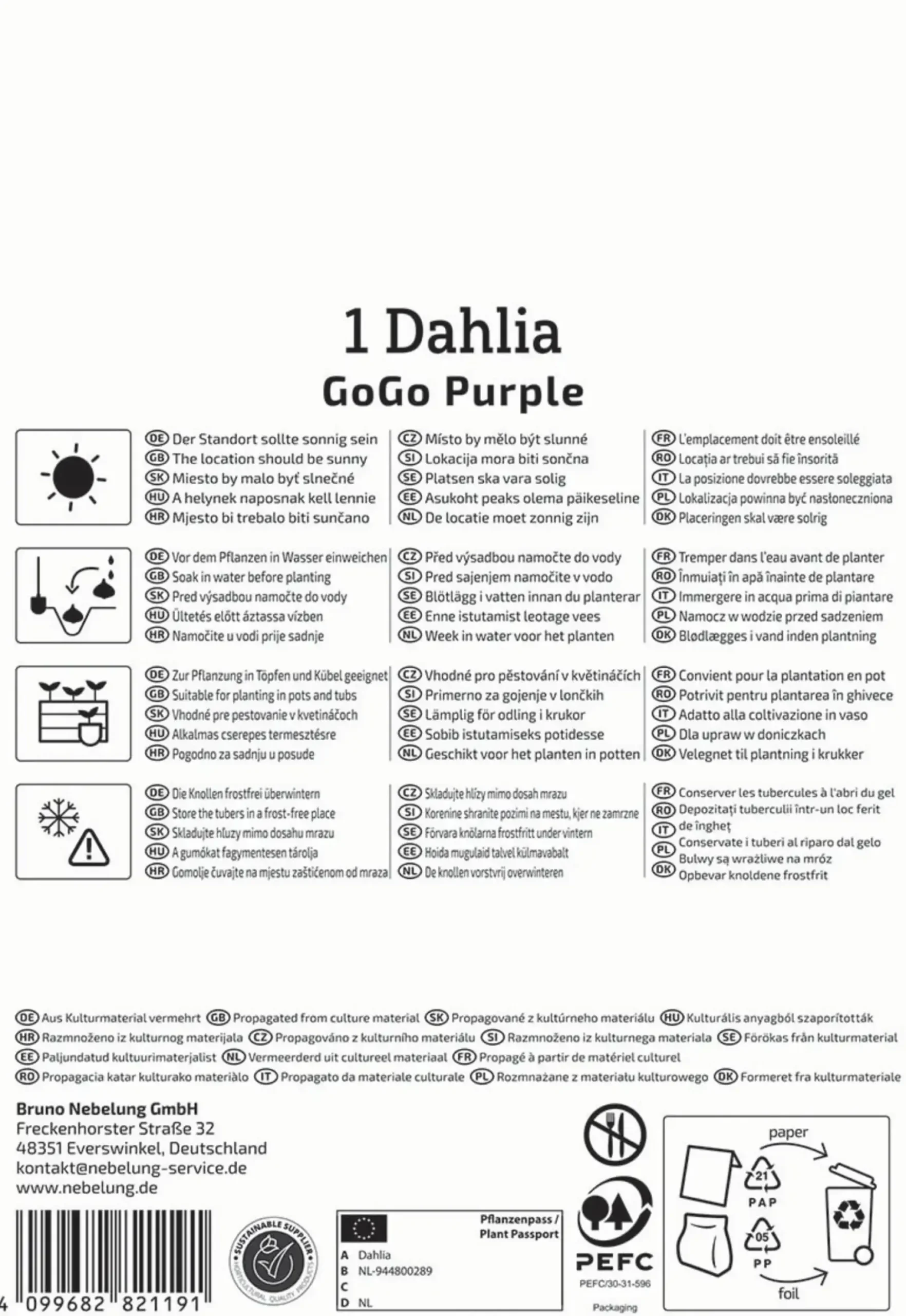 Kiepenkerl Frühjahrsblumenzwiebel Beet- & Kübel-Dahlie Go Go Purple 1 Stück