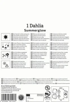 Kiepenkerl Frühjahrsblumenzwiebel Dekorative Dahlie Summerglow 1 Stück