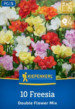Kiepenkerl Frühjahrsblumenzwiebel Freesien Mischung gefüllte Blüten 10 Stück