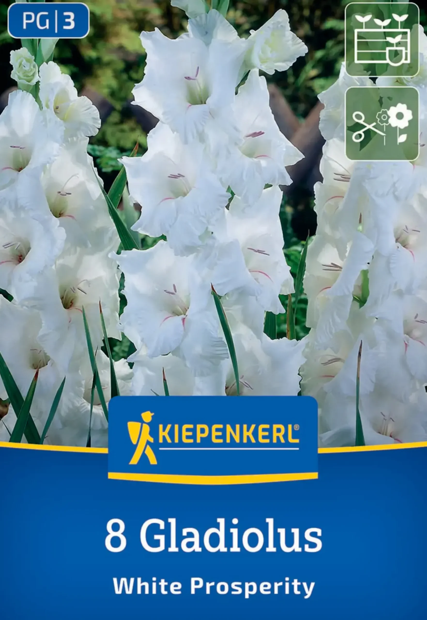 Kiepenkerl Frühjahrsblumenzwiebel Großblumige Gladiole White Prosperity 8 Stück