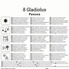 Kiepenkerl Frühjahrsblumenzwiebel Kleinblumige Gladiole Passos 8 Stück