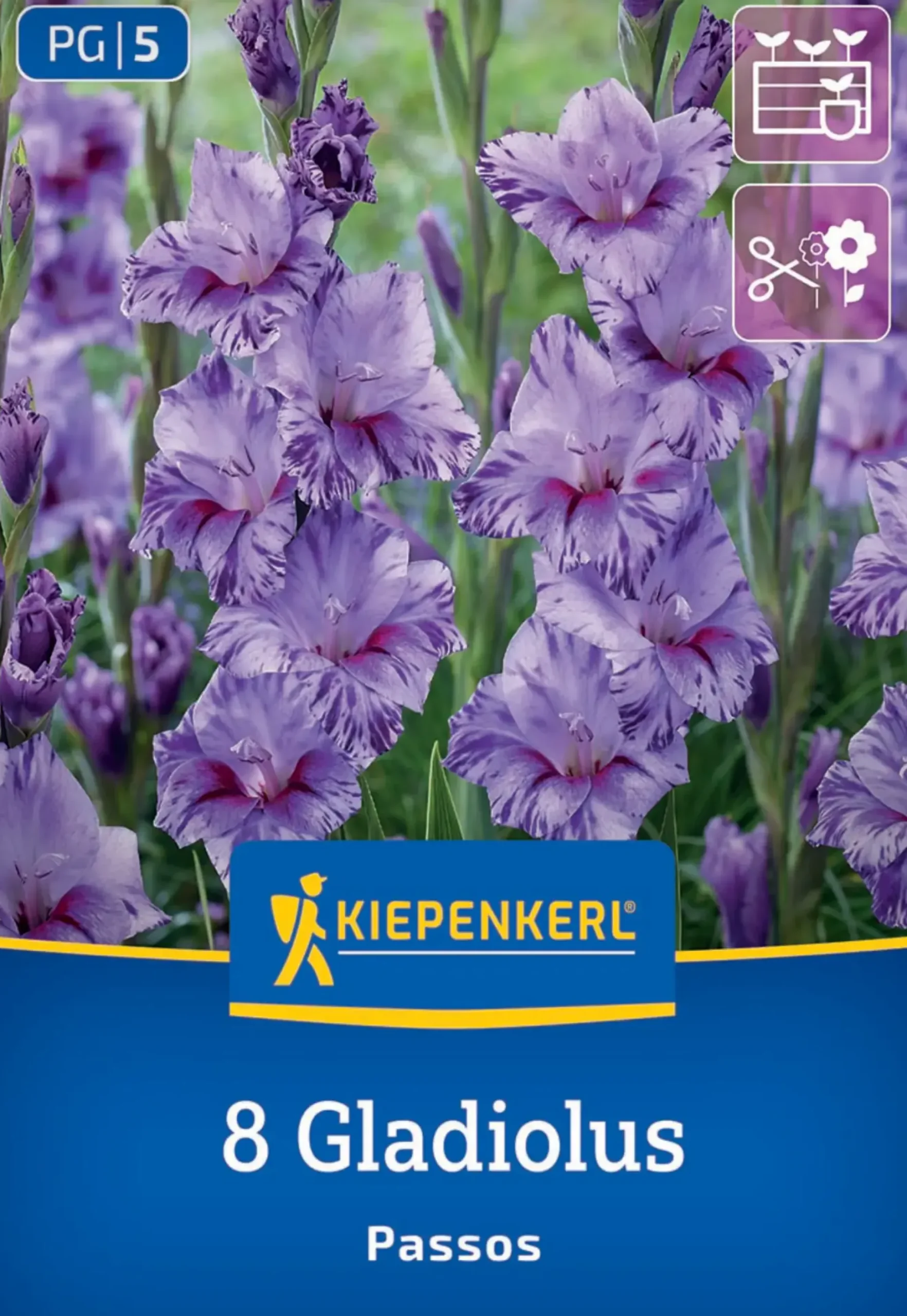Kiepenkerl Frühjahrsblumenzwiebel Kleinblumige Gladiole Passos 8 Stück