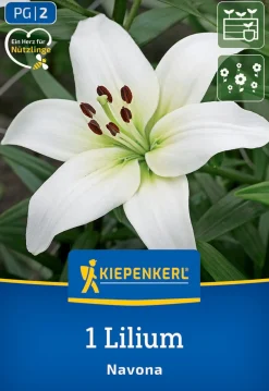 Kiepenkerl Frühjahrsblumenzwiebel Asiatische Lilie Navona 1 Stück