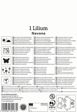 Kiepenkerl Frühjahrsblumenzwiebel Asiatische Lilie Navona 1 Stück