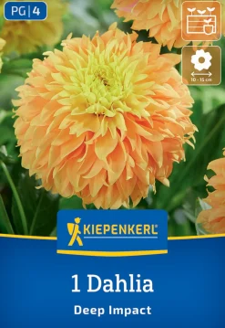 Kiepenkerl Frühjahrsblumenzwiebel Dekorative Dahlie Deep Impact 1 Stück
