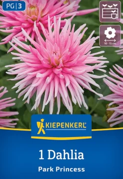 Kiepenkerl Frühjahrsblumenzwiebel Beet- & Kübel-Dahlie Park Princess 1 Stück