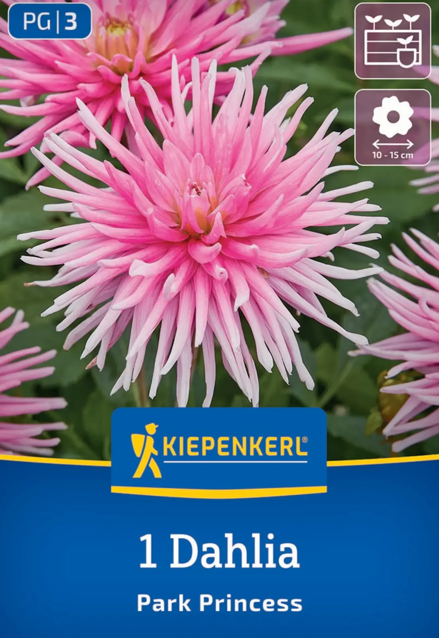 Kiepenkerl Frühjahrsblumenzwiebel Beet- & Kübel-Dahlie Park Princess 1 Stück