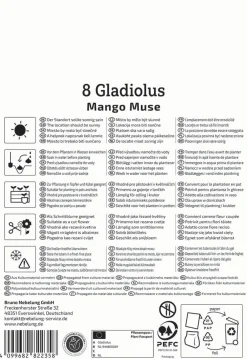 Kiepenkerl Frühjahrsblumenzwiebel Gladiole Mango Muse 8 Stück
