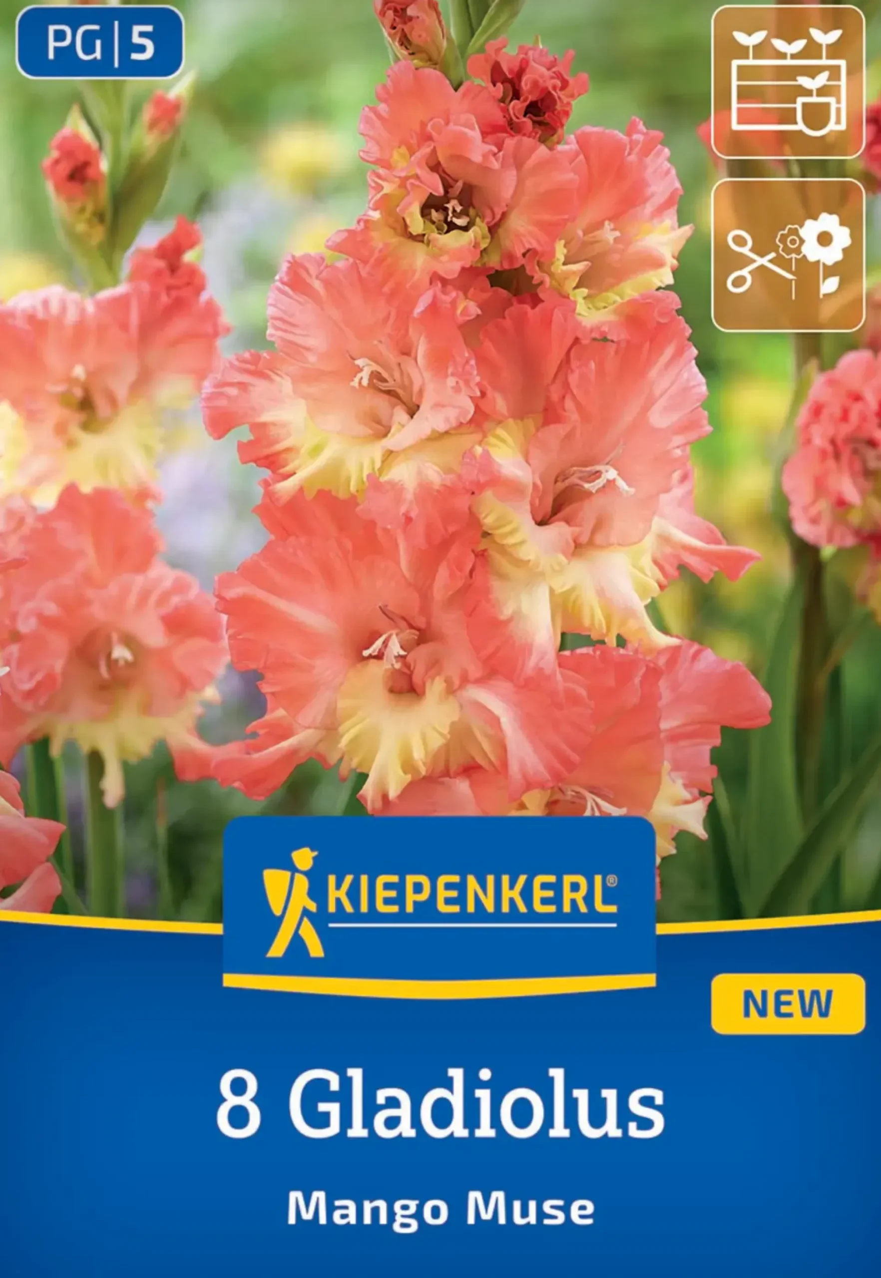Kiepenkerl Frühjahrsblumenzwiebel Gladiole Mango Muse 8 Stück