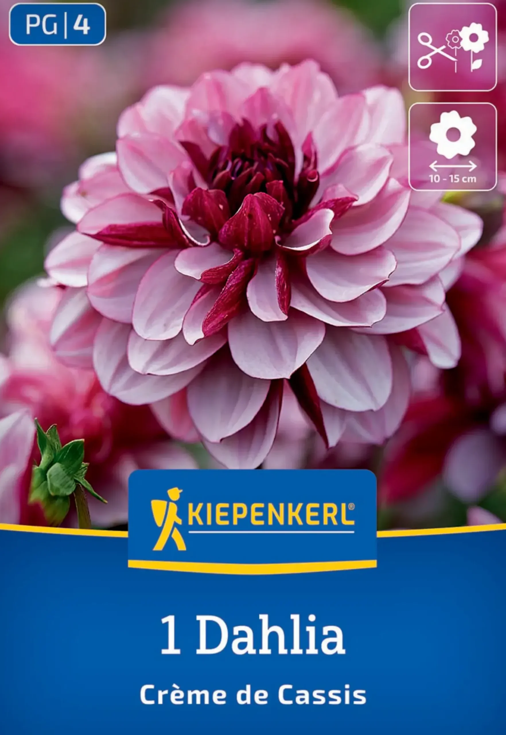 Kiepenkerl Frühjahrsblumenzwiebel Seerosen-Dahlie Crème de Cassis 1 Stück