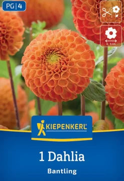 Kiepenkerl Frühjahrsblumenzwiebel Pompon-Dahlie Bantling 1 Stück