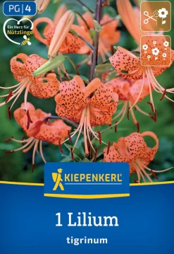 Kiepenkerl Frühjahrsblumenzwiebel Tigerlilie Lilium tigrinum 1 Stück