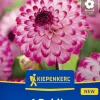 Kiepenkerl Frühjahrsblumenzwiebel Pompon-Dahlie Little Robert 1 Stück