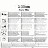 Kiepenkerl Frühjahrsblumenzwiebel Asiatische Lilie Pixie Mix 3 Stück