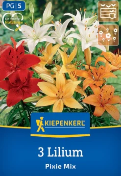 Kiepenkerl Frühjahrsblumenzwiebel Asiatische Lilie Pixie Mix 3 Stück