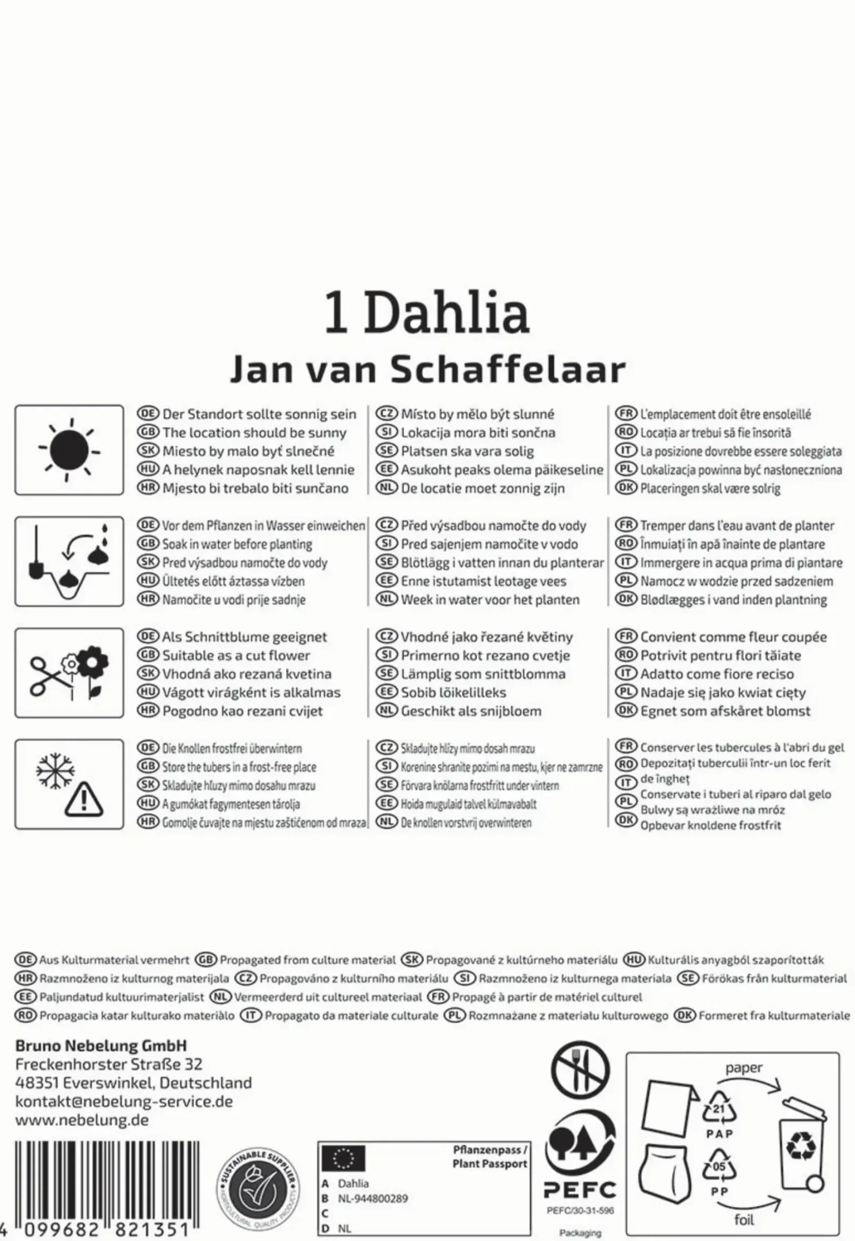 Kiepenkerl Frühjahrsblumenzwiebel Pompon-Dahlie Jan van Schaffelaar 1 Stück