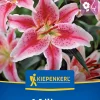 Kiepenkerl Frühjahrsblumenzwiebel Oriental-Lilie Stargazer 1 Stück