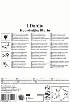Kiepenkerl Frühjahrsblumenzwiebel Dekorative Dahlie Noordwijks Glorie 1 Stück
