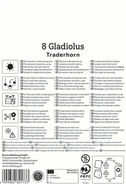 Kiepenkerl Frühjahrsblumenzwiebel Großblumige Gladiole Traderhorn 8 Stück