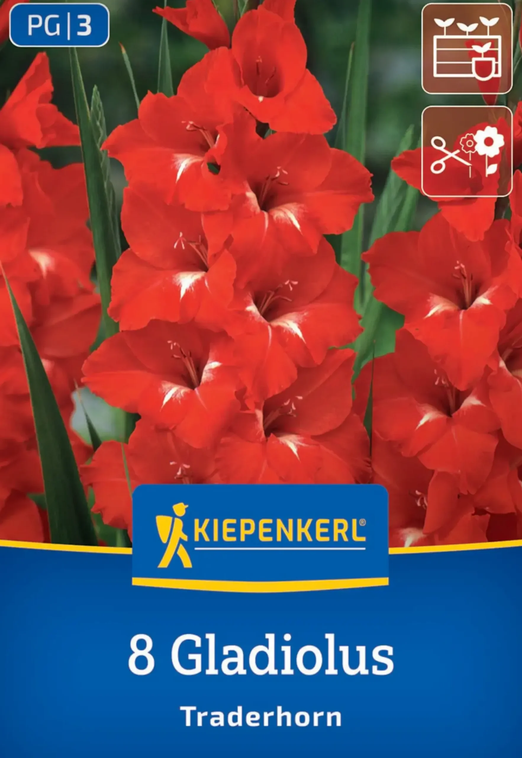 Kiepenkerl Frühjahrsblumenzwiebel Großblumige Gladiole Traderhorn 8 Stück