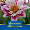 Kiepenkerl Frühjahrsblumenzwiebel Halskrausen-Dahlie Fashion Monger 1 Stück