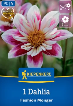 Kiepenkerl Frühjahrsblumenzwiebel Halskrausen-Dahlie Fashion Monger 1 Stück
