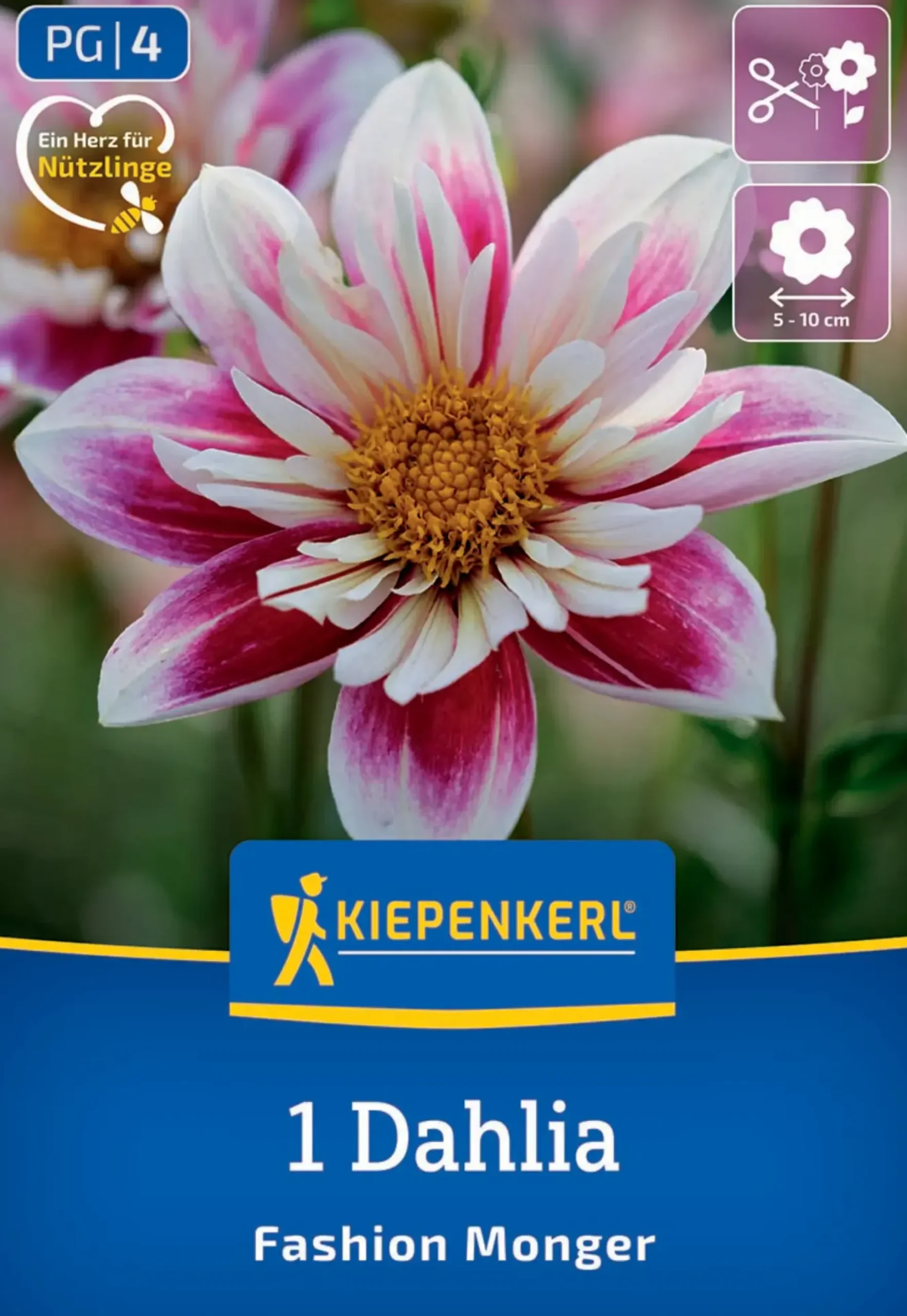Kiepenkerl Frühjahrsblumenzwiebel Halskrausen-Dahlie Fashion Monger 1 Stück