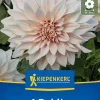 Kiepenkerl Frühjahrsblumenzwiebel Dekorative Dahlie Café au Lait 1 Stück