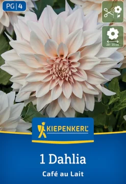 Kiepenkerl Frühjahrsblumenzwiebel Dekorative Dahlie Café au Lait 1 Stück