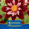 Kiepenkerl Frühjahrsblumenzwiebel Halskrausen-Dahlie Night Butterfly 1 Stück
