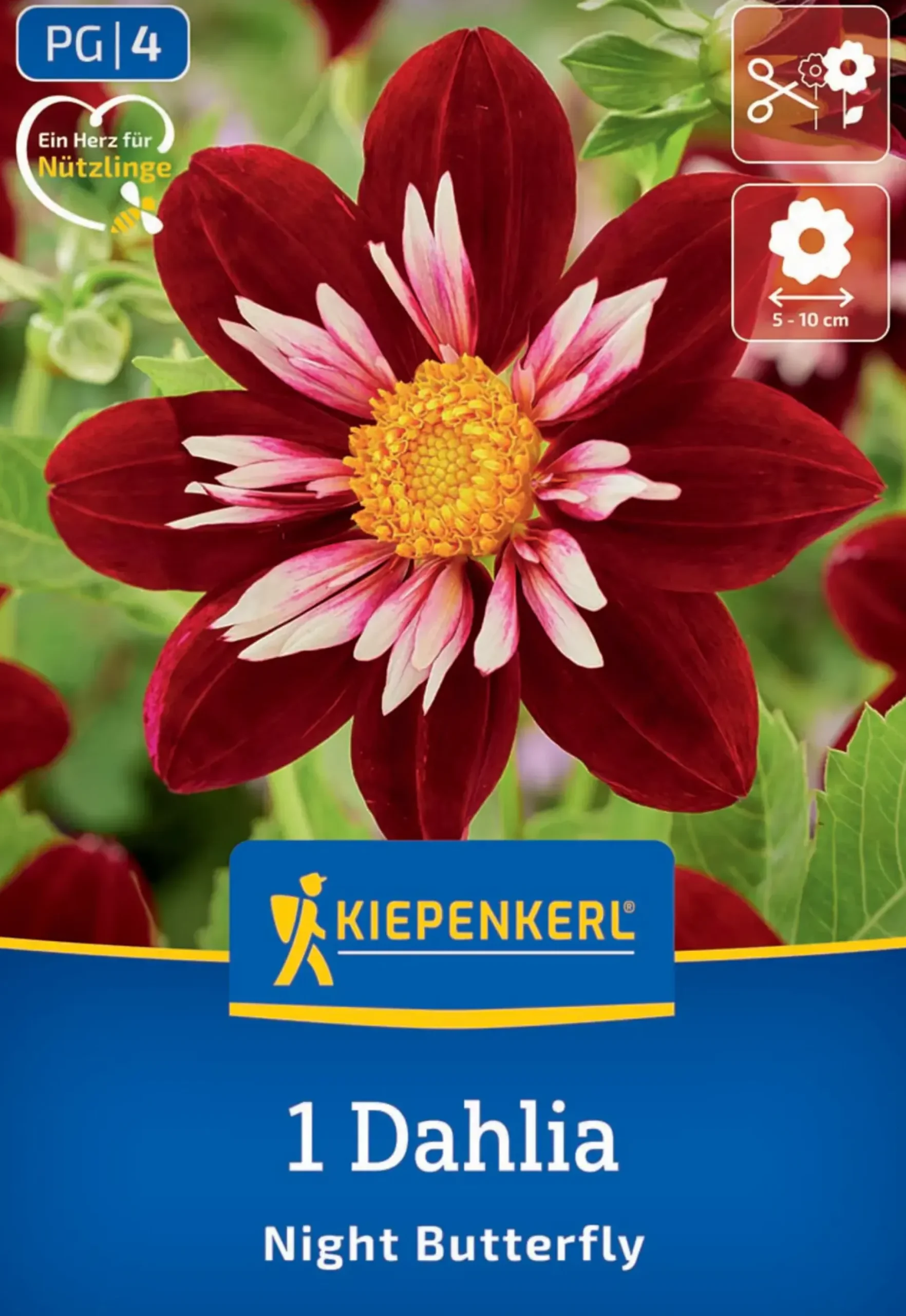 Kiepenkerl Frühjahrsblumenzwiebel Halskrausen-Dahlie Night Butterfly 1 Stück