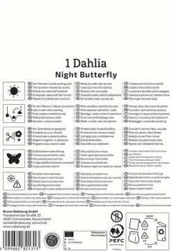 Kiepenkerl Frühjahrsblumenzwiebel Halskrausen-Dahlie Night Butterfly 1 Stück