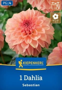 Kiepenkerl Frühjahrsblumenzwiebel Dekorative Dahlie Sebastian 1 Stück