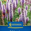 Kiepenkerl Frühjahrsblumenzwiebel Prachtscharte Liatris Blau 5 Stück