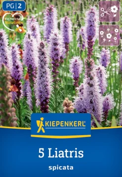 Kiepenkerl Frühjahrsblumenzwiebel Prachtscharte Liatris Blau 5 Stück