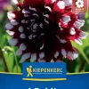 Kiepenkerl Frühjahrsblumenzwiebel Dekorative Dahlie Mistery Day 1 Stück