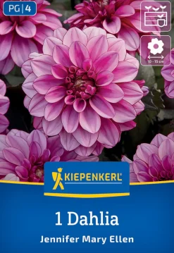 Kiepenkerl Frühjahrsblumenzwiebel Dekorative Dahlie Jennifer Mary Ellen 1 Stück