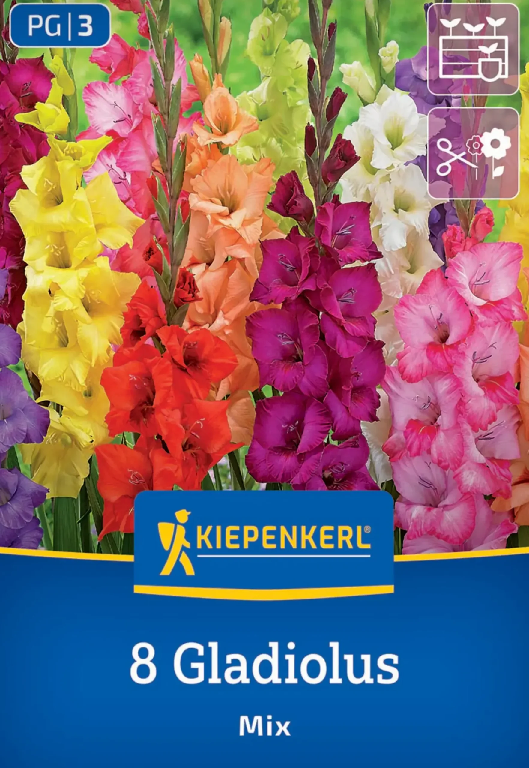 Kiepenkerl Frühjahrsblumenzwiebel Großblumige Gladiole Holländische Mischung 8 Stück