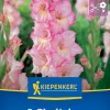Kiepenkerl Frühjahrsblumenzwiebel Großblumige Gladiole Priscilla 8 Stück