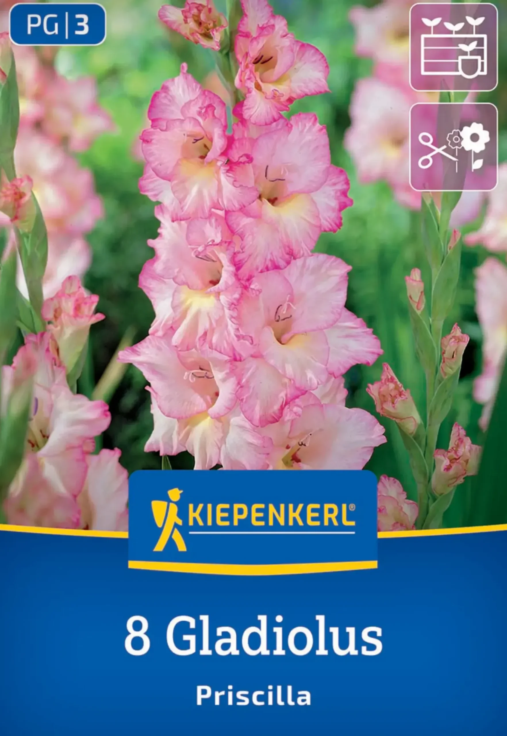 Kiepenkerl Frühjahrsblumenzwiebel Großblumige Gladiole Priscilla 8 Stück
