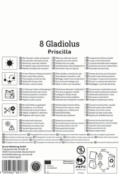 Kiepenkerl Frühjahrsblumenzwiebel Großblumige Gladiole Priscilla 8 Stück