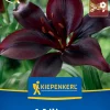 Kiepenkerl Frühjahrsblumenzwiebel Asiatische Lilie Mapira 1 Stück