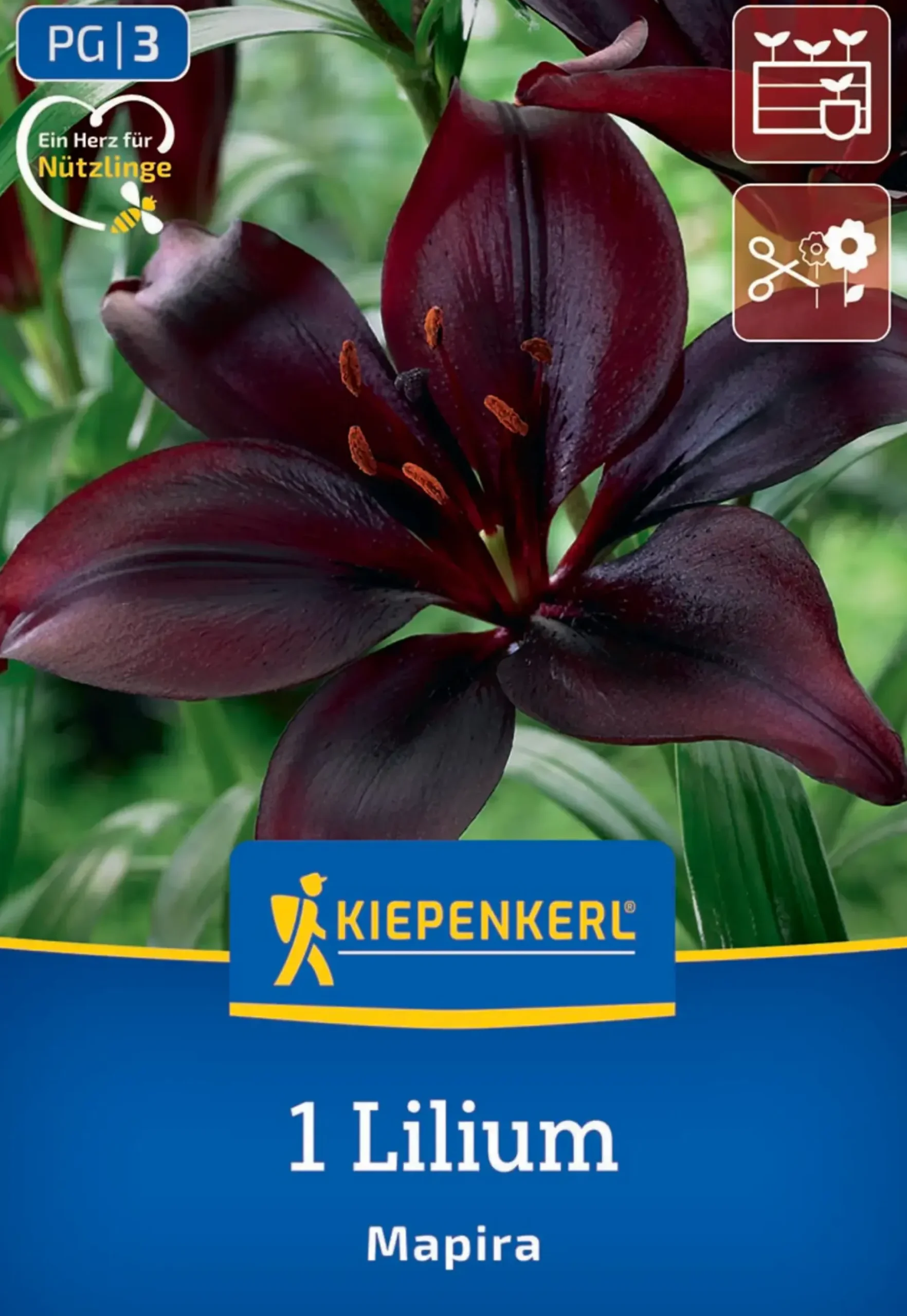 Kiepenkerl Frühjahrsblumenzwiebel Asiatische Lilie Mapira 1 Stück